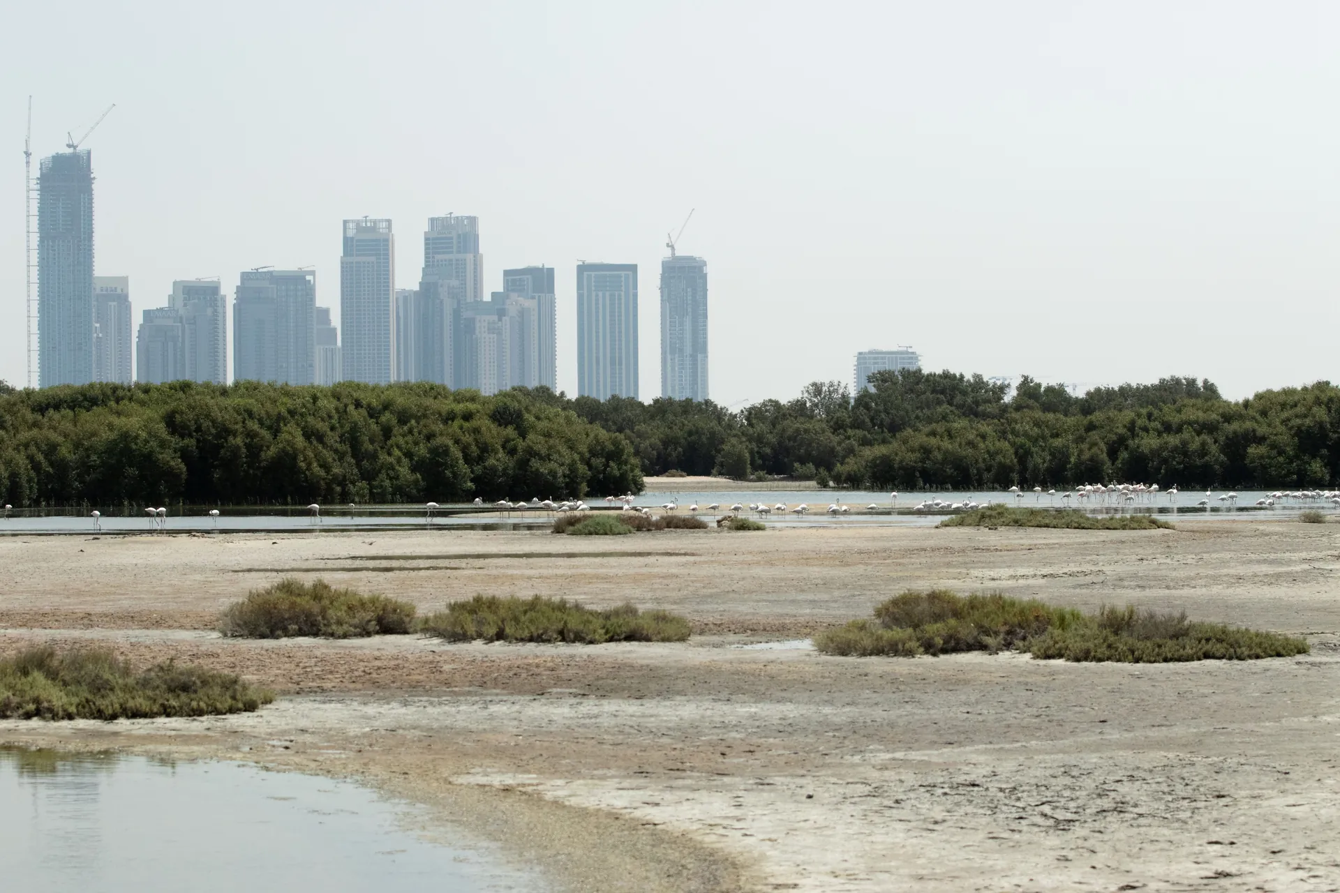 Flamingos on the Ras Al Khor mudflats, the Creek Harbour towers behind